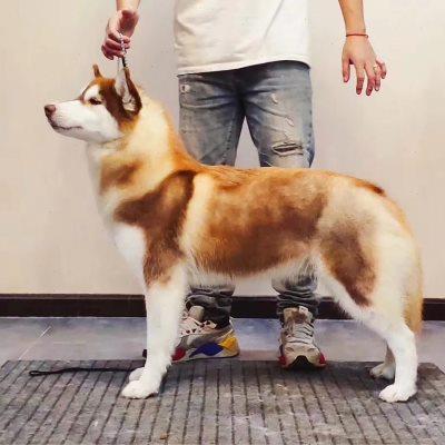 狗链新款金属P链赛级狗狗牵引绳金毛拉布拉多不锈钢骨链比赛训练