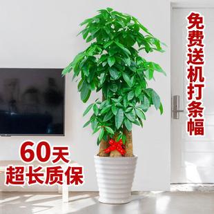 北京步步高发财树客厅大盆栽大棵室内绿植大型植物开业办公室乔迁