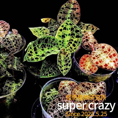 jewel orchid电光宝石兰雨林缸生态微景观造景ins风