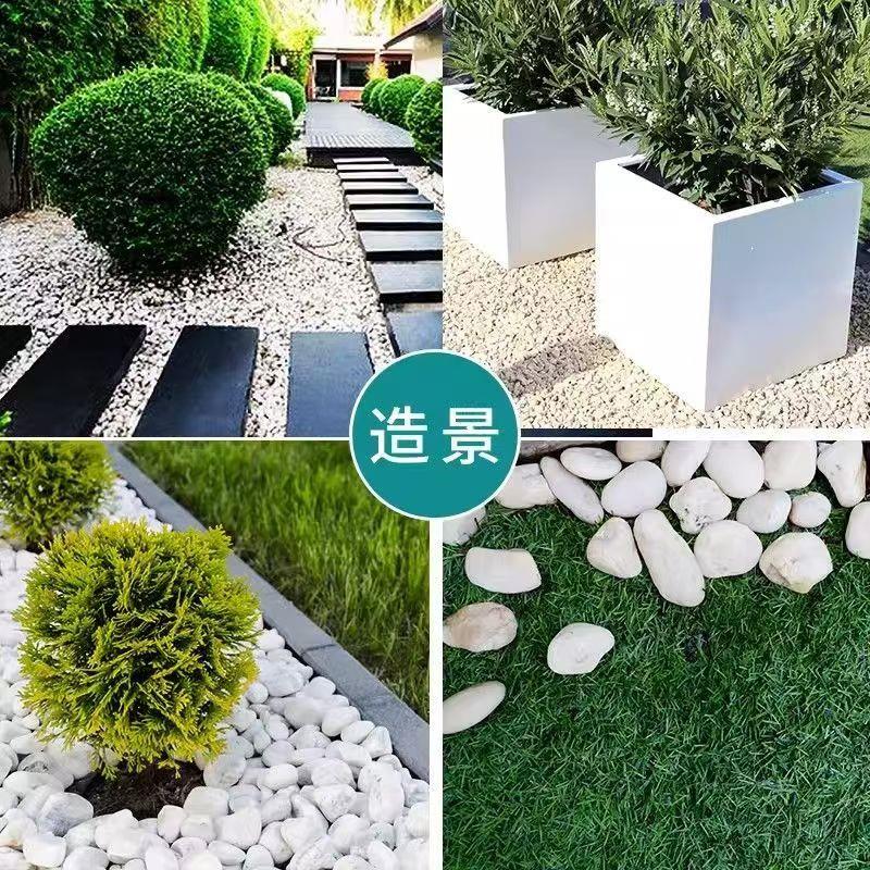 江苏白色石子大小鹅卵石头庭院铺地装饰造景枯山水天然小白石子