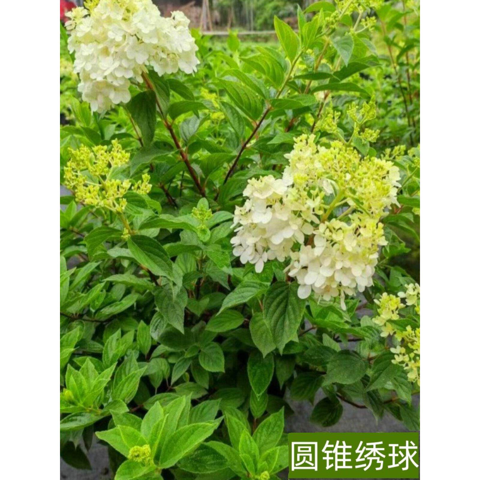 圆锥绣球花苗盆栽花园阳台庭院可种植四季开花原土原盆发货易成活