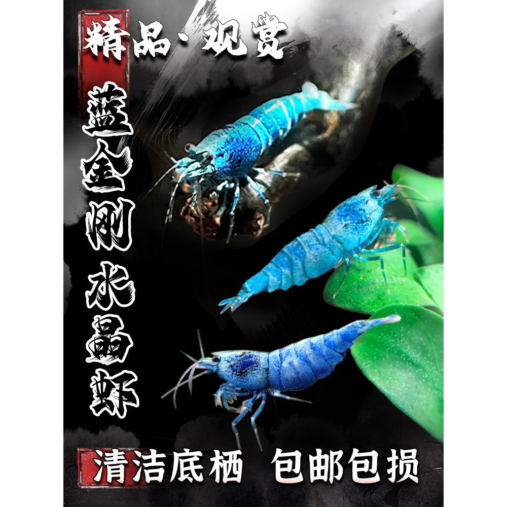 蓝金刚水晶虾观赏虾水晶虾除藻虾鲜活好养活淡水鱼缸工具虾宠物虾