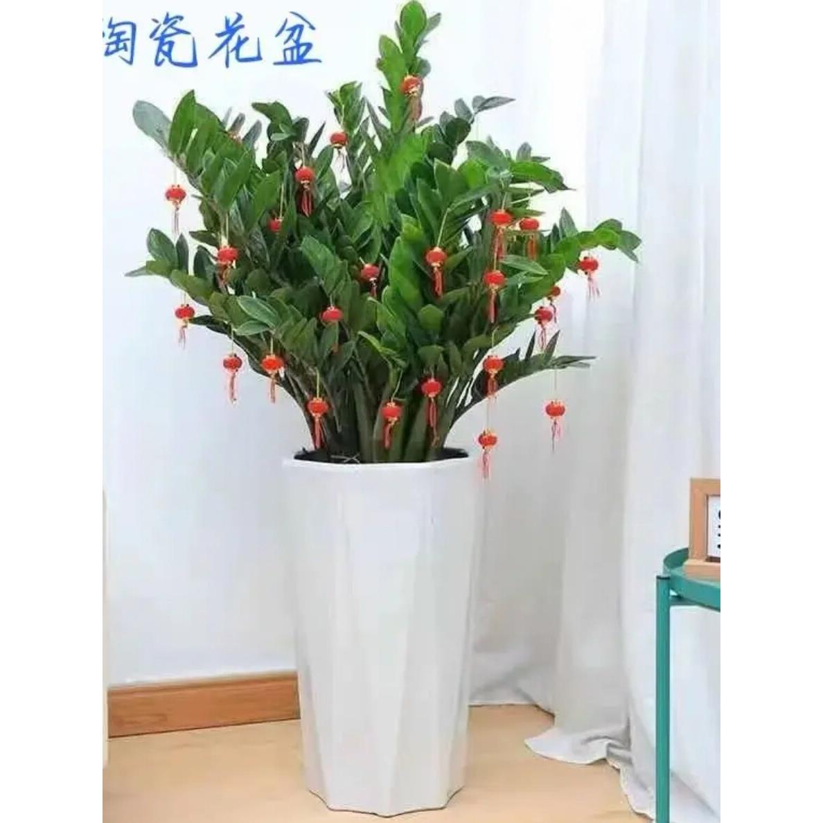 八腿异形高管落地式中型超大陶瓷花盆松尾向日葵Pothos财富树盆栽