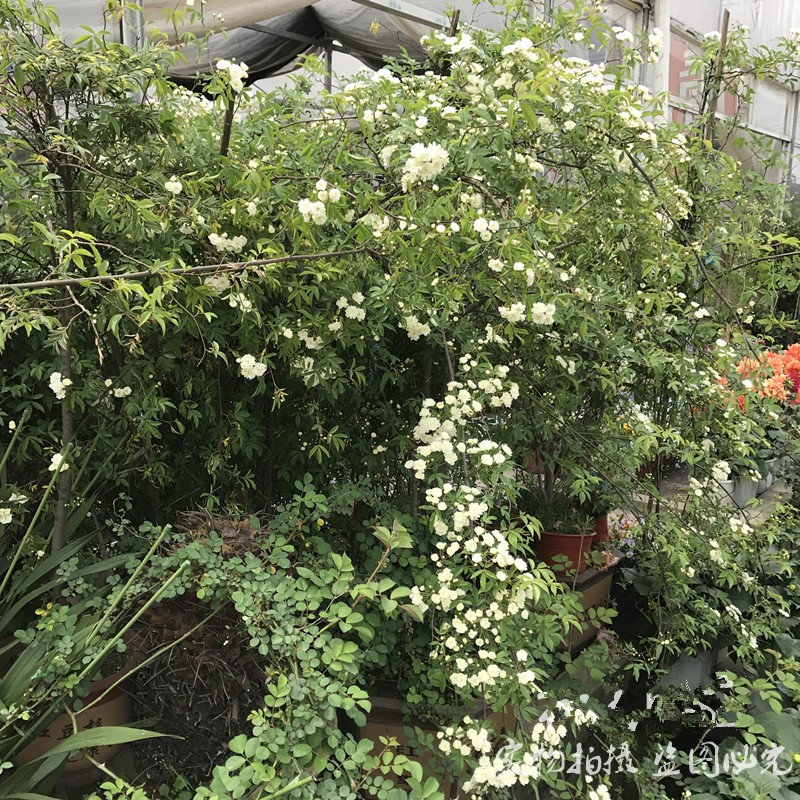 庭院阳台攀援爬藤植物木香大苗 重瓣白木香黄木香 好香