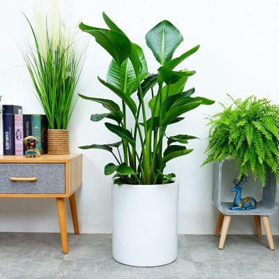 天堂鸟盆栽鹤望兰绿植北欧大型室内盆栽客厅简约北欧风格家居绿植