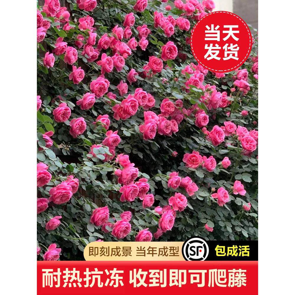 粉色达芬奇蔷薇花苗爬藤多季开花藤本月季盆栽室内外裸根爬墙大苗