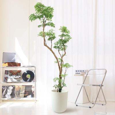 羽叶福禄桐造型大盆栽观叶绿植室内客厅办公室好养轻奢大型植物