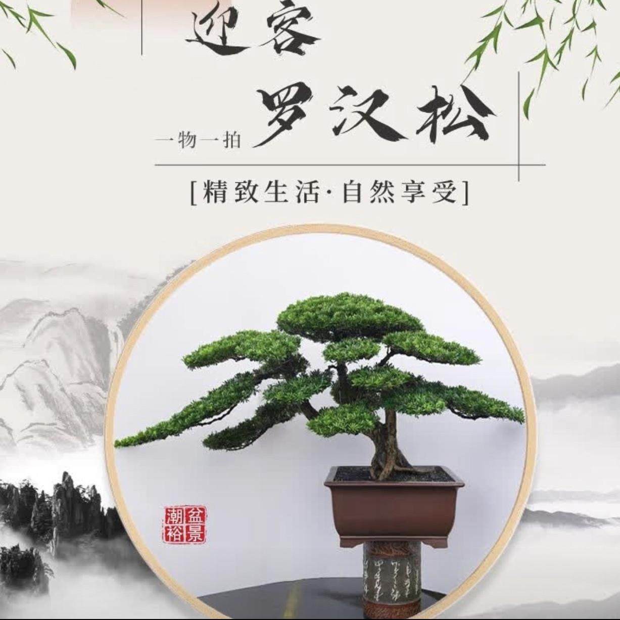 罗汉松高端罗汉松盆景真树庭院老桩名贵迎客松迎客松盆栽好养植物,鲜花速递/花卉仿真/绿植园艺,造型盆景,淘宝优惠券,粉丝福利购,淘宝优惠卷