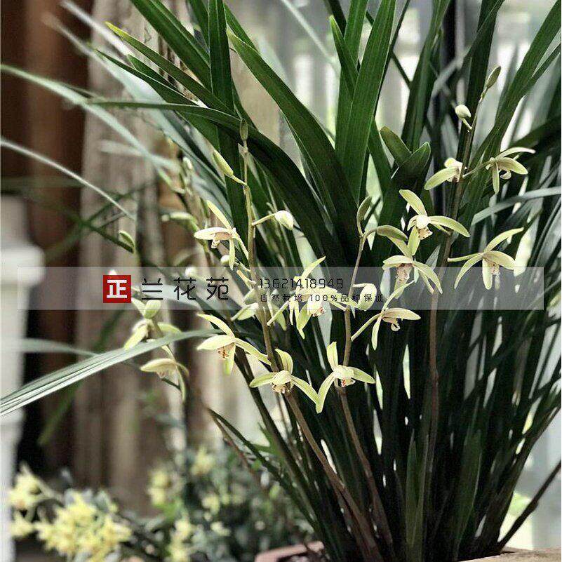 带小花苞浓香四季大青 生命力旺盛多芽多花 早花建兰新手兰花绿植