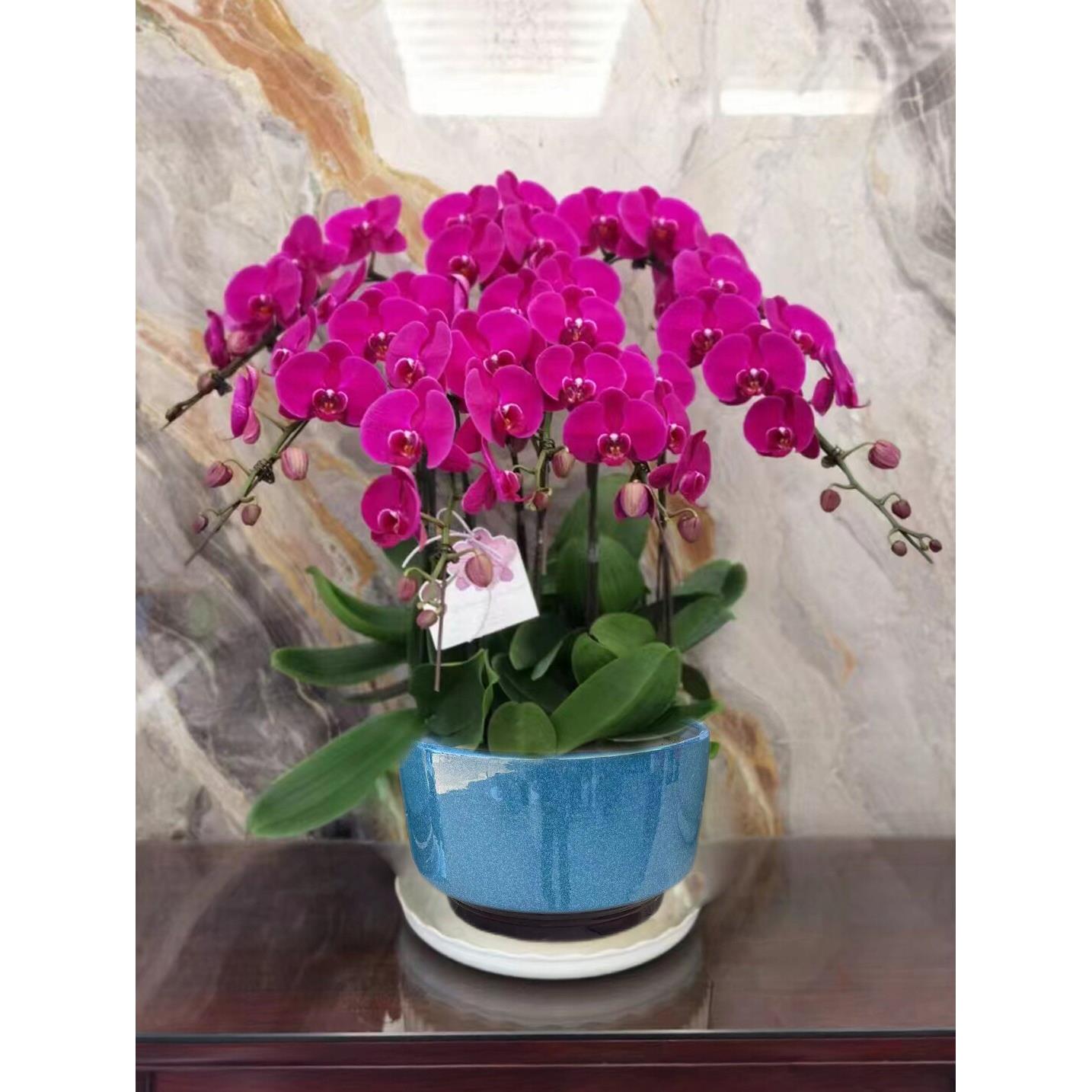 蝴蝶兰盆栽带花苞精品蝴蝶兰花盆栽年宵花兰花北京同城