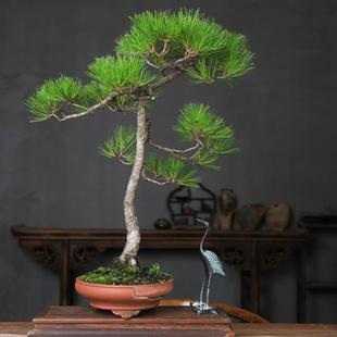 盆景茶桌老桩室内阳台好养一物一拍迎客松禅意植物 文人黄山松中式