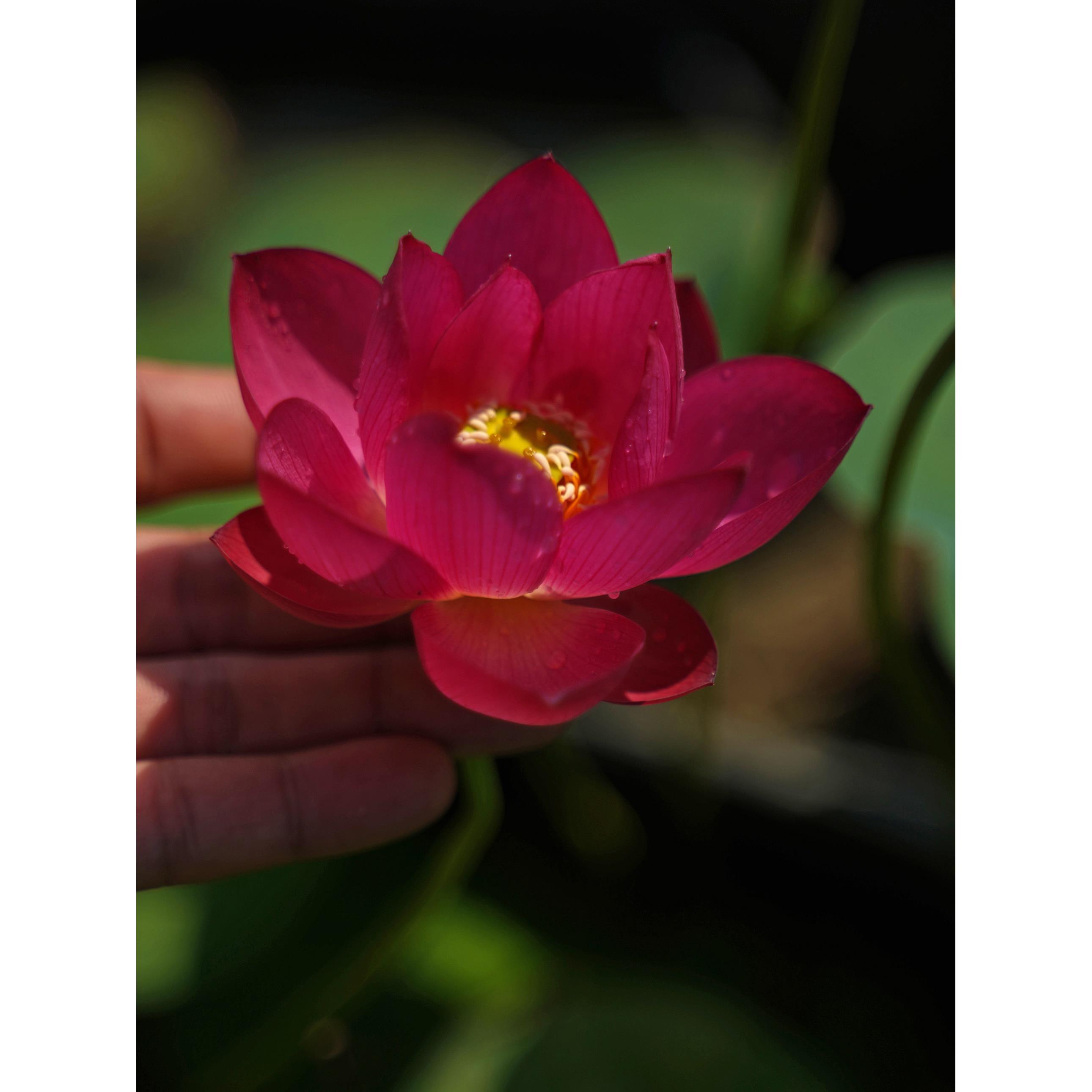 新品【来宾·醉芙蕖】周劲松红色小盆栽荷花微型莲花碗莲种藕苗