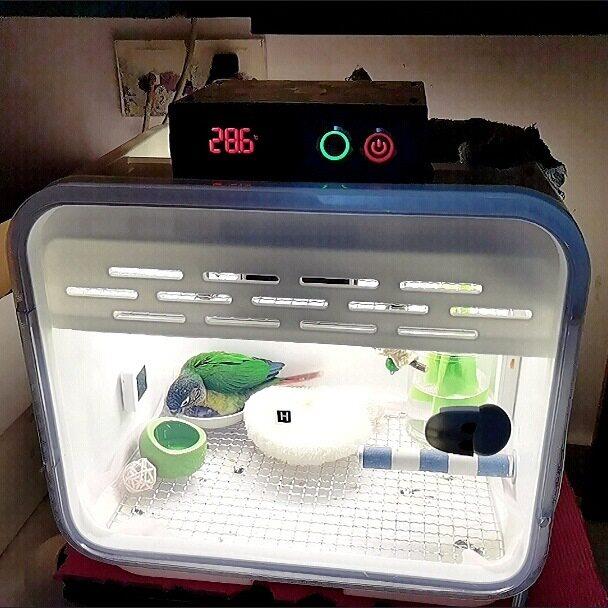 芦丁鸡育雏箱改装保温箱空箱手养育雏保温箱恒温箱配件安全育雏箱