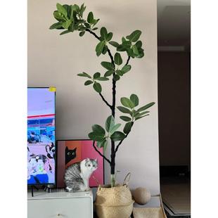 孟加拉榕盆栽绿植高山榕树室内客厅落地植物原盆橡皮树会议室简约