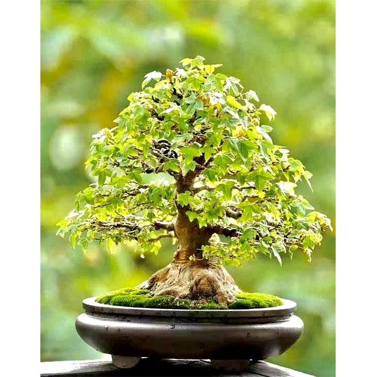 唐枫矮霸小叶三角枫盆景绿植植物花卉盆栽室内