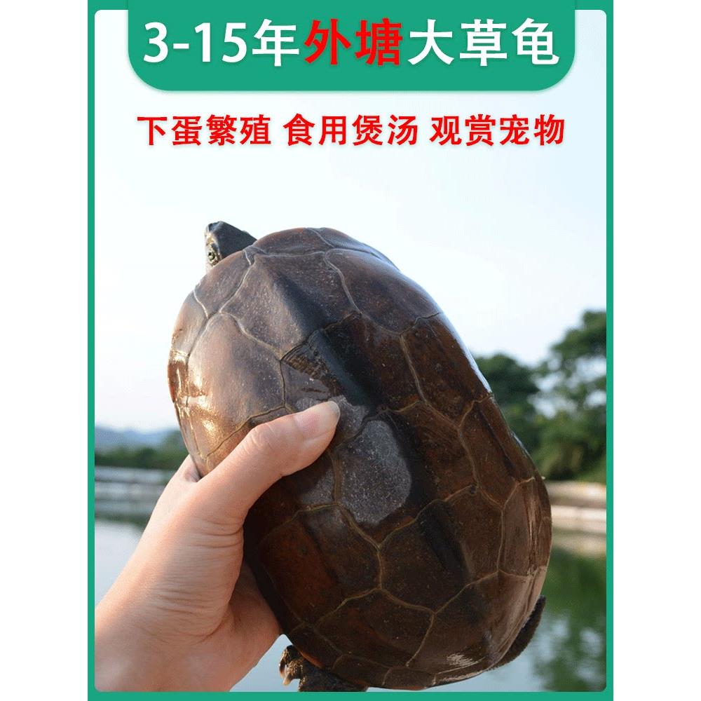 中华草龟煲汤食用肉龟外塘冷水下蛋繁殖宠物家养乌龟活物大个墨龟