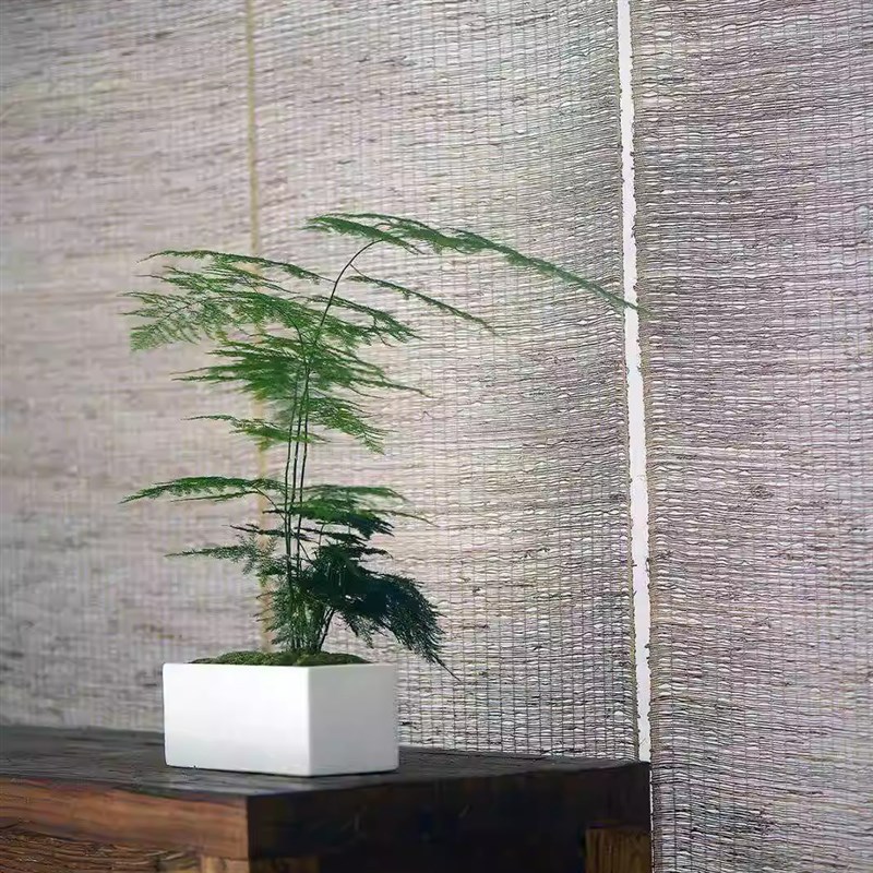 【龙鑫】盆景文竹 中式禅意室内茶室桌摆I绿植 四季常绿好养吸甲