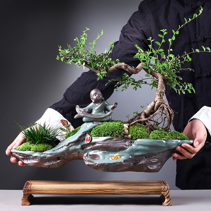 小叶榆树悬崖式老桩怪桩树桩w造型盆景室内家居大植物艺术盆栽送