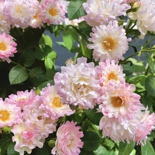 鄰家花園a 陽臺庭院露臺 根接?？?加侖原盆原土淺紫粉色切花月季