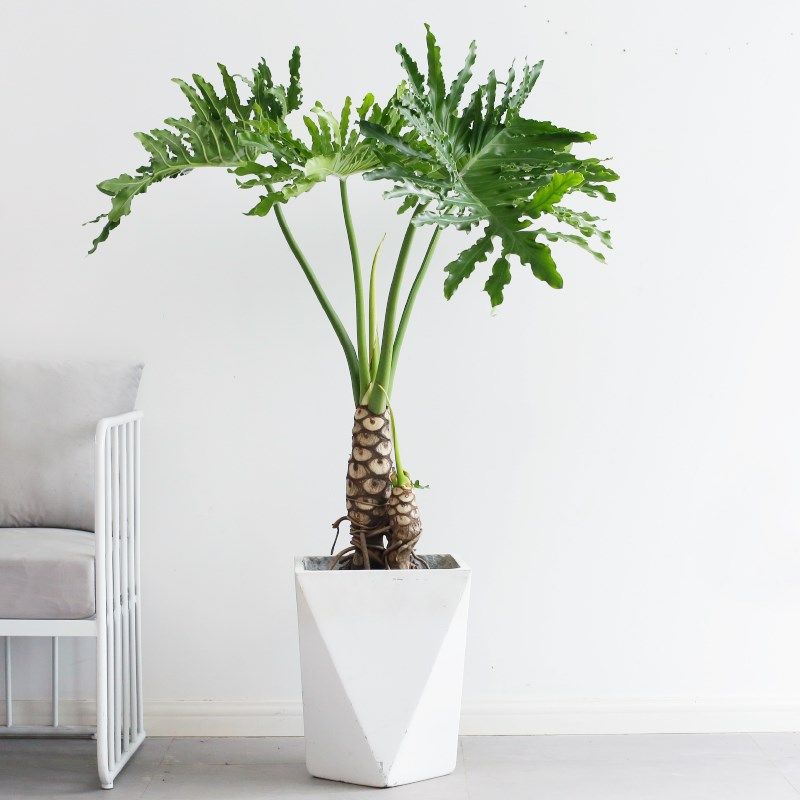 龙鳞春羽老桩绿植办公室客厅大植物净化空气观叶盆栽室内前台盆景,鲜花速递/花卉仿真/绿植园艺,大型绿植/成品组合盆栽,淘宝优惠券,粉丝福利购,淘宝优惠卷