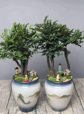 名贵花卉盆景小叶紫檀 室内常绿植物黑骨茶树苗 室外阳台耐热树木