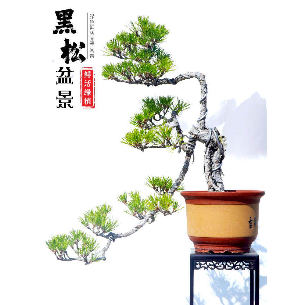 黑松盆景文人三河矮霸提跟造型黑松迎客松树桩松柏树庭院盆景盆栽