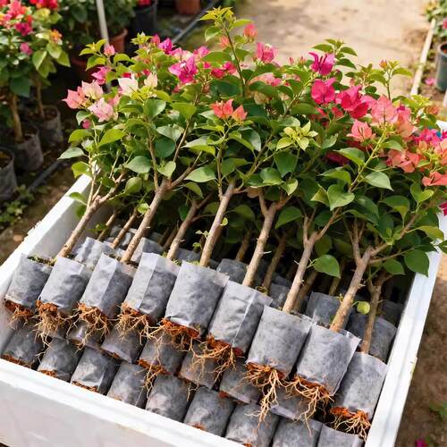 重瓣三角梅盆栽带花老桩大苗室内外爬藤植物红梅花卉四季多季开花