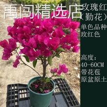 云南紫三角梅苗安格斯三角梅盆栽深紫色三角梅造型树四季开花