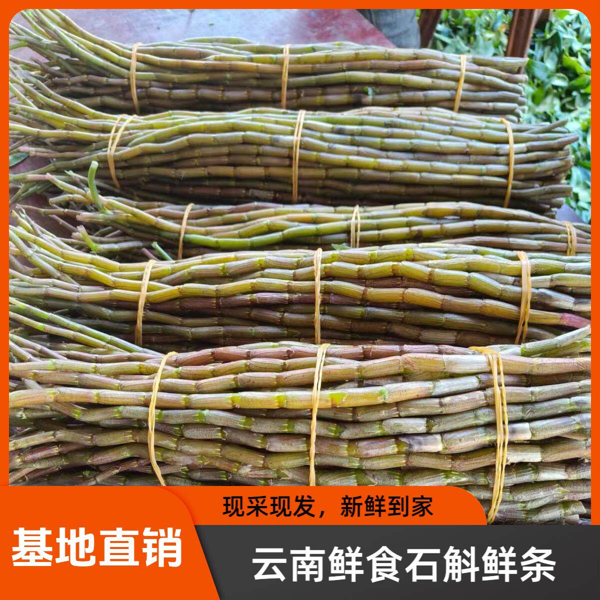 正品云南铁皮石斛鲜条500g生鲜石斛枫斗基地直销