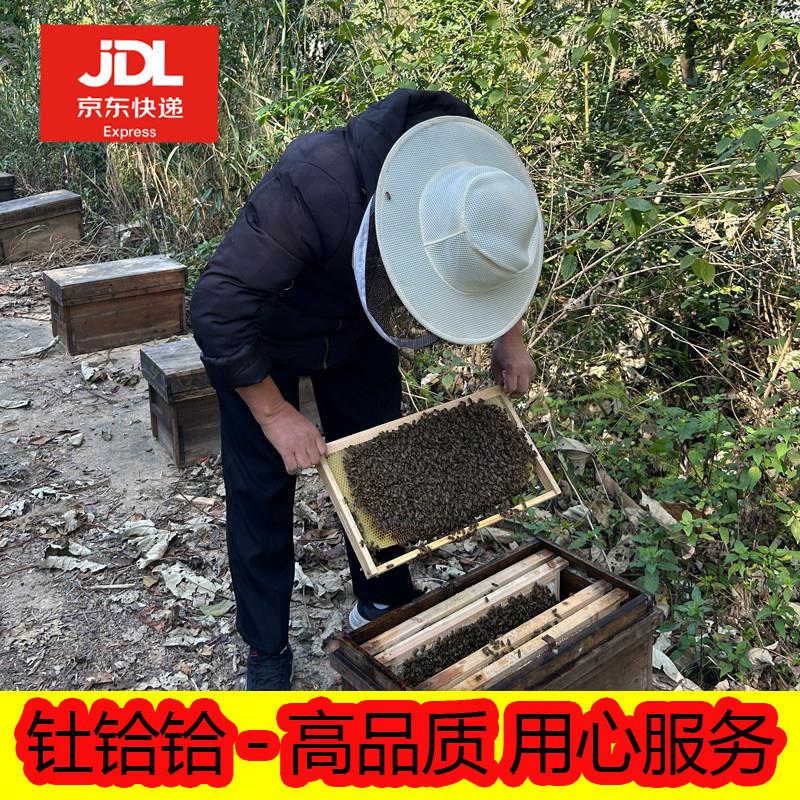 中蜂蜂群带王蜜蜂活体养殖带子脾阿坝蜂王带蜂箱中华土蜂出售笼蜂