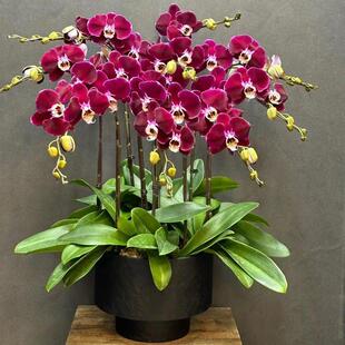 蝴蝶兰盆栽带花苞精品蝴蝶兰花盆栽年宵花兰花北京同城