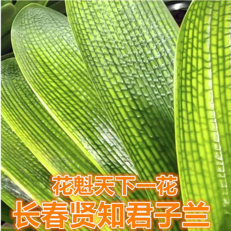 长春君子兰精品国兰花魁一花蜡膜花脸圆头宽叶青筋黄底粗筋小苗