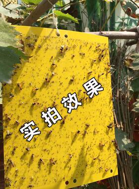 黄色粘虫板双面诱虫板强力粘板蓝板蓟马果园大棚防虫板黏虫板包邮