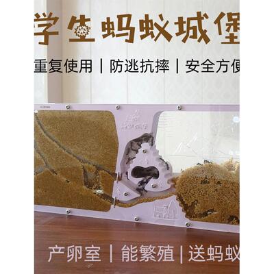 学生幼儿园蚂蚁生态城堡工坊小宠物箱家园别墅活体送蚁后蚁巢大型