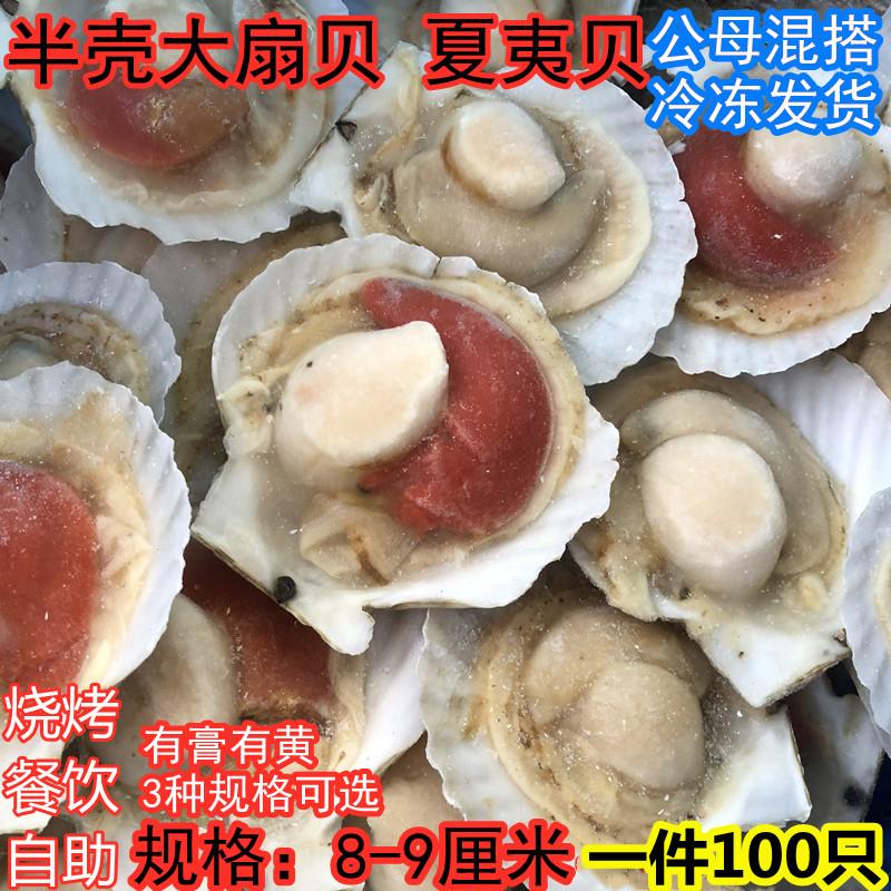 海鲜大扇贝冷冻虾夷贝蒜蓉粉丝贝带黄夏夷贝烧烤半壳贝一件100只