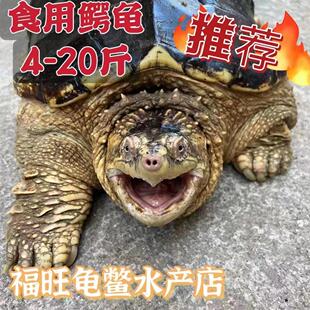 4/20斤食用鳄龟肉龟煲汤种龟鳄鱼龟活物养殖观赏北美杂佛肉龟
