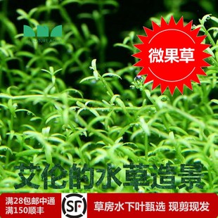 艾伦 好可 水草造景微果草爱吐泡泡 A草缸绿色中前景叶片小小