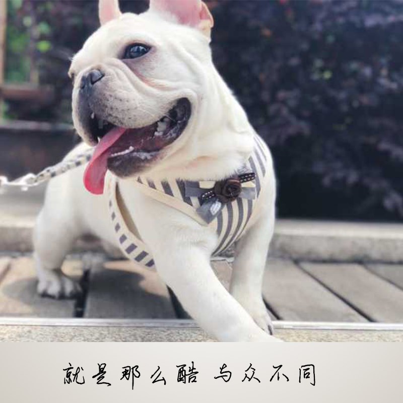 狗狗牵引绳法斗专用狗背心式x可伸缩小型犬胸背带遛狗用品可爱狗