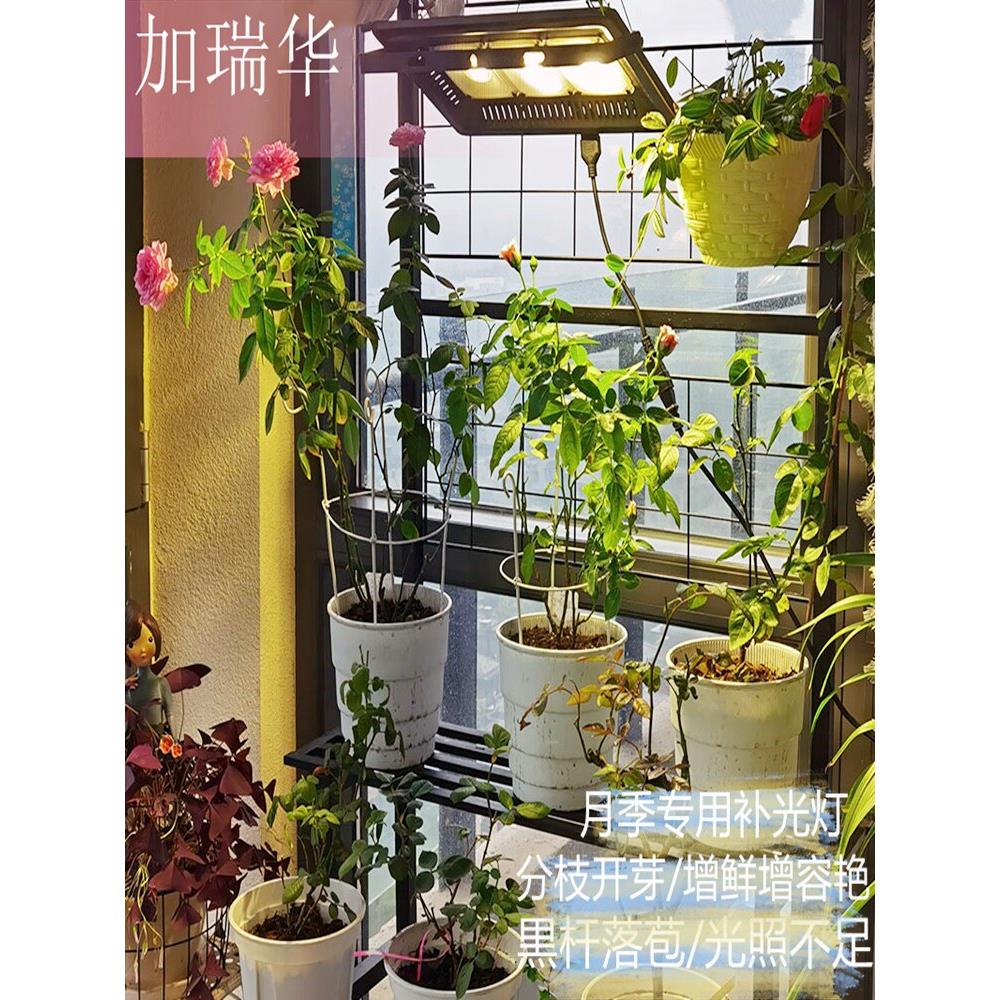 玫瑰补光植物灯室内家用多肉温室蔬菜花火龙果植物生长太阳灯