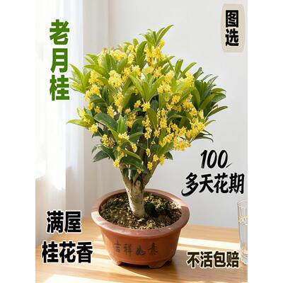 8~12年老月桂四季桂盆栽老桩小矮株盆景阳台室内外浓香型结籽桂