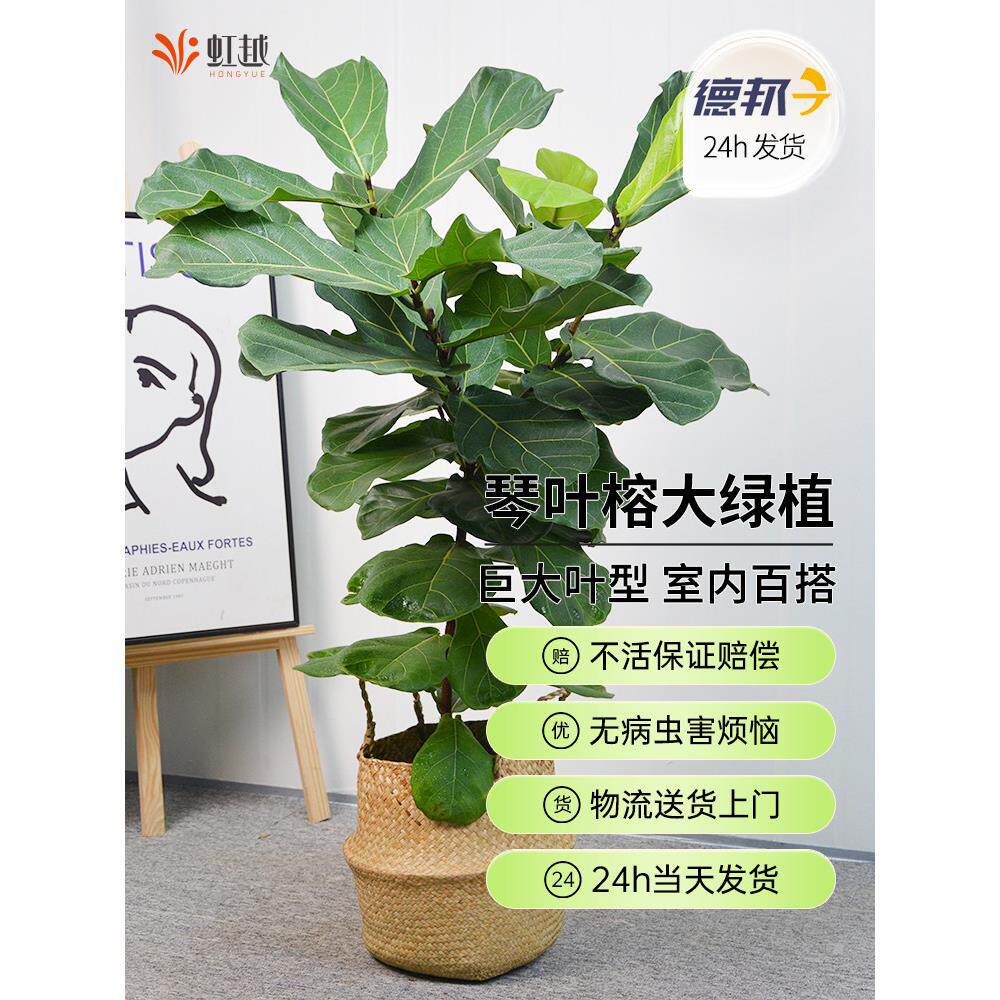 琴叶榕老桩大型绿植盆栽客厅大型植物室内落地大号大叶琴叶榕树苗