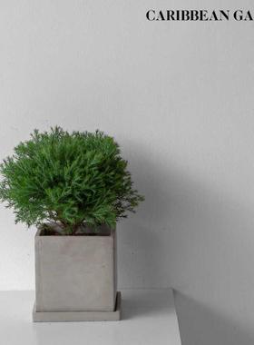 放青松室内办公室绿植雾松小盆栽室内花雾凇植物室内办公室盆栽