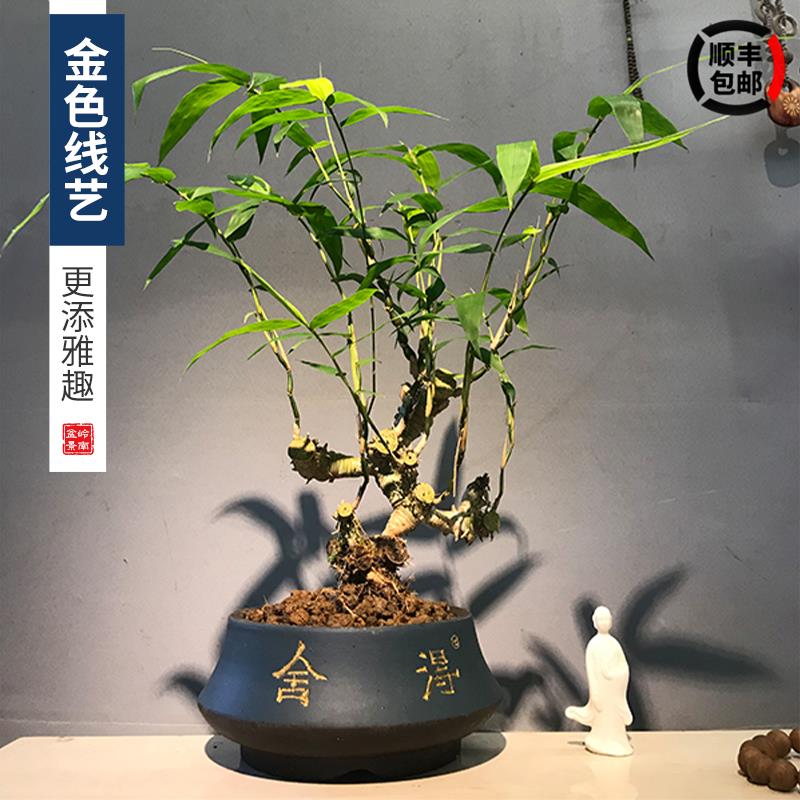 佛肚竹老桩簕竹竹子盆栽盆景四季常青植物办公室阳台客厅成品竹苗