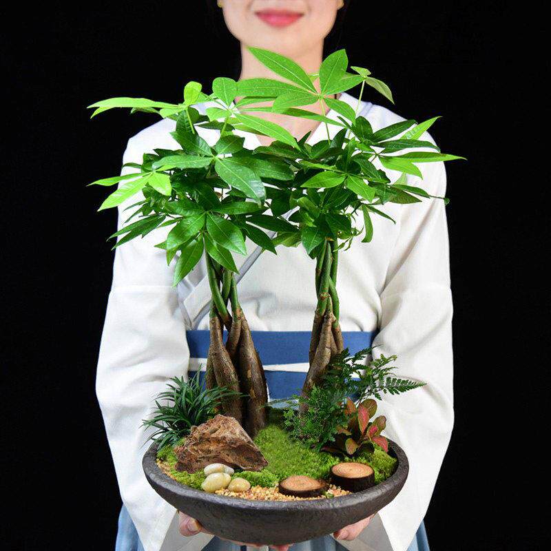 发财树盆栽植物客厅室内桌面办公桌小盆景招财绿植四季常青好养活