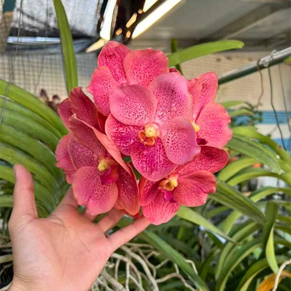 越南洋兰狐尾兰万代兰花苗洋兰盆栽附生兰花苗造景绿植网红花卉苗