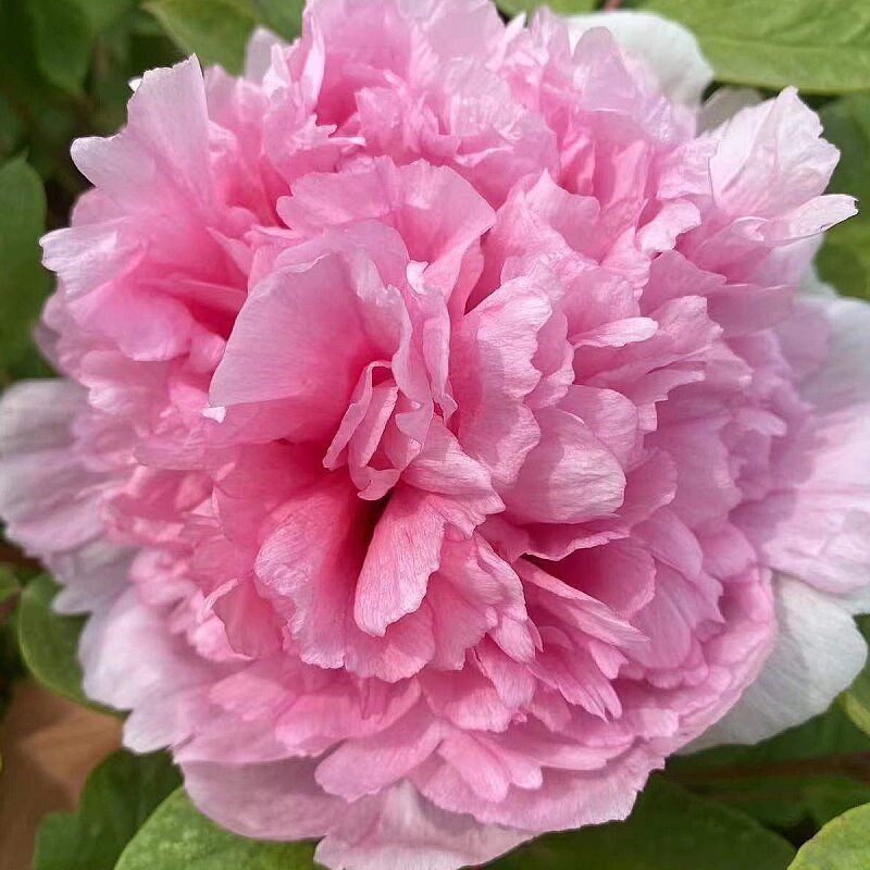 银粉金鳞牡丹花大苗n盆栽室外庭院绿植正宗观赏重瓣牡丹花菏泽发