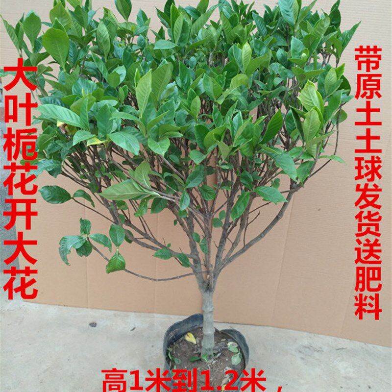 栀子花香盆栽h栀子花苗绿色开花植物阳台花卉室内客厅栀子花树苗