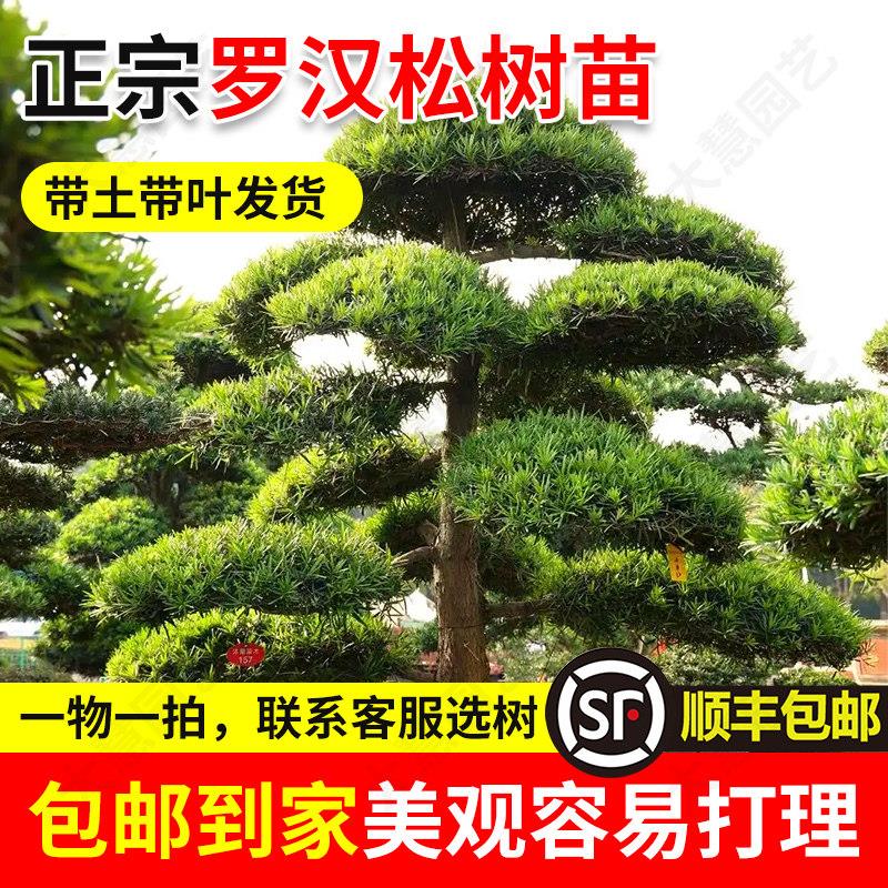 正宗罗汉松小叶雀舌四季常青别墅庭院绿化造型树