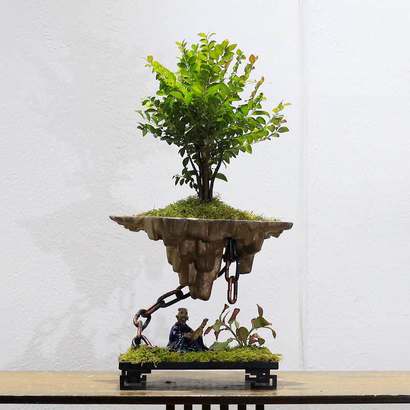 小叶紫檀黑骨茶盆栽室内办公室桌面植物创意微景观天空之城盆景