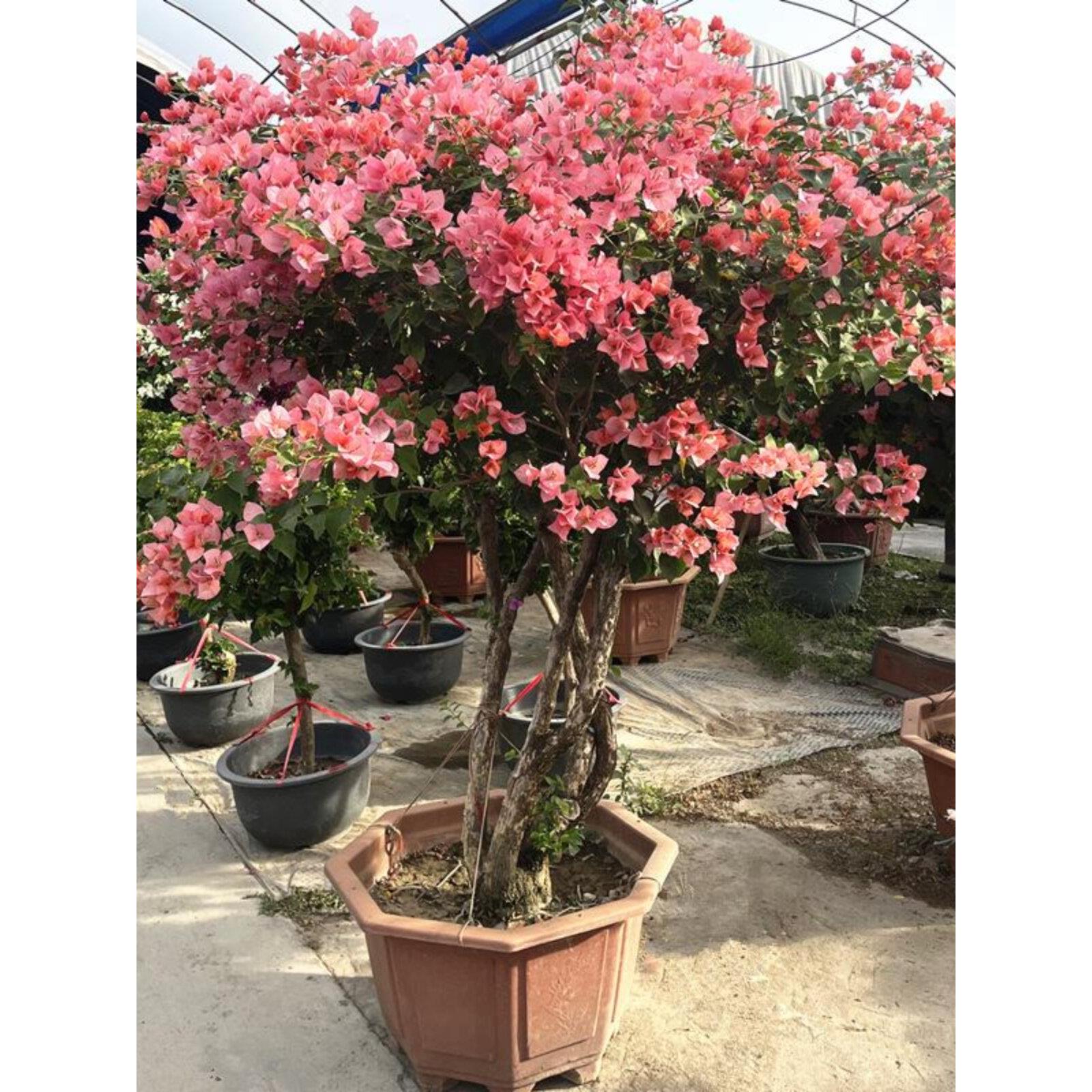 新品三角梅盆栽带花苞发阳台花园别墅庭院耐晒耐晒四季老桩大植物